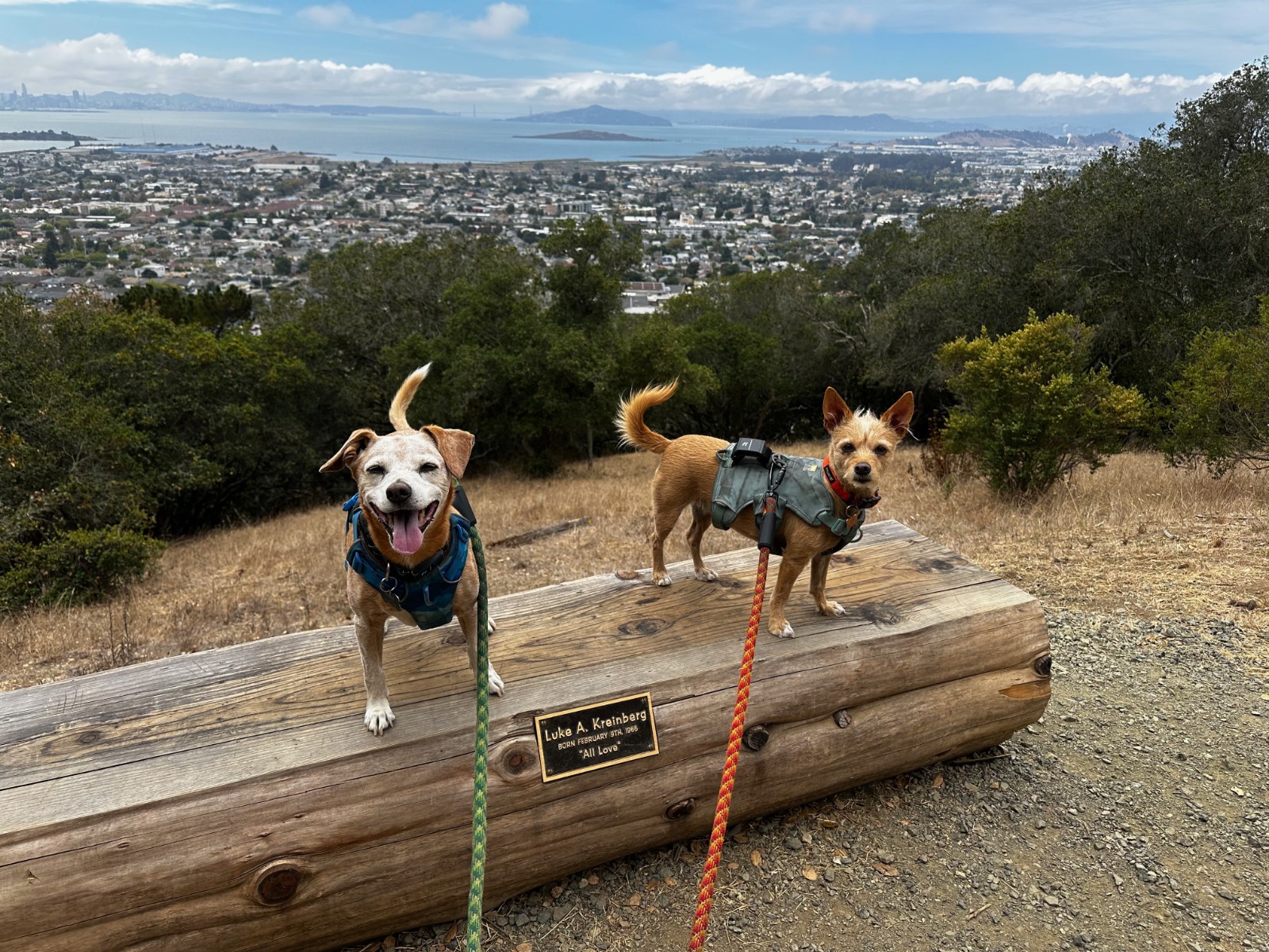 Peanut and Lizard standing on a log bench on a hilltop, with the East Bay and San Francisco Bay behind them