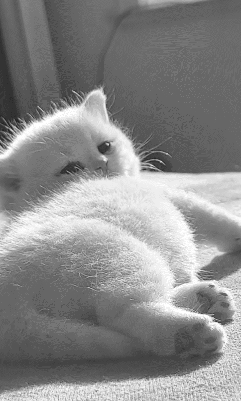 Kitten in the sun