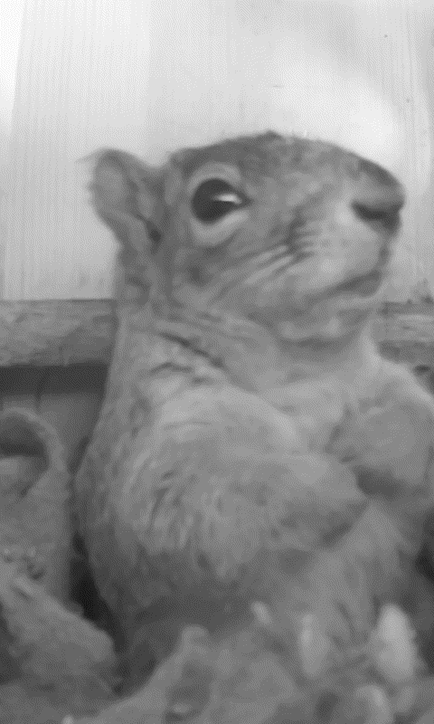 Squirrel says hi