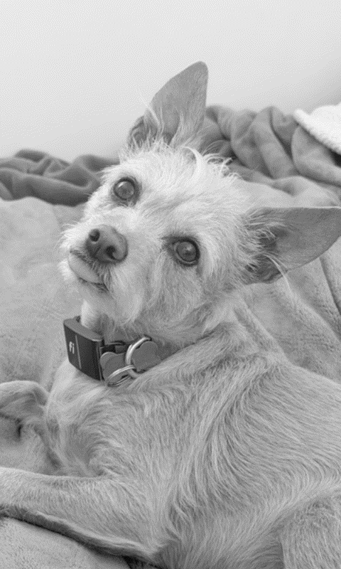 Terrier tilt
